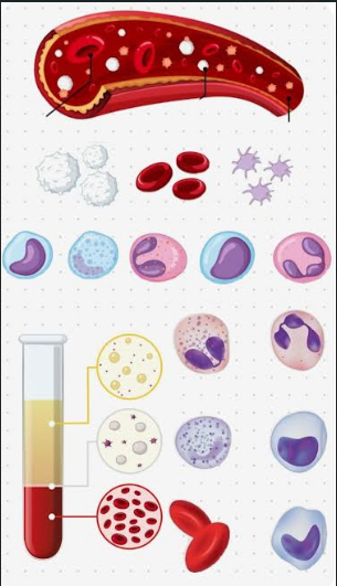 بررسی باکتری‌های شایع ایجاد کننده عفونت در خون (septicemia) و تشخیص آزمایشگاهی آن